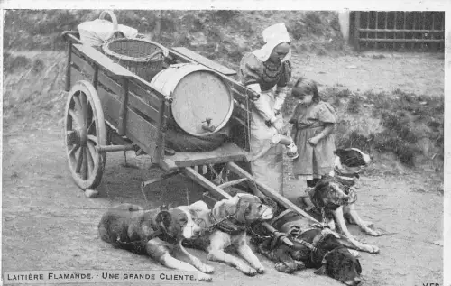 Belgien Laitiere Flamande Une grande cliente Flämische Milchmädchen Hund Postkarte B914