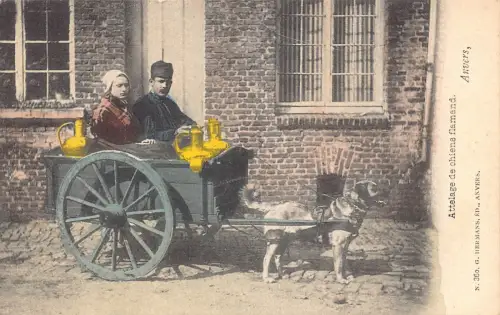 Belgien Anvers Attelage de chiens flamand Flämische Milchmädchen Hund Postkarte B914
