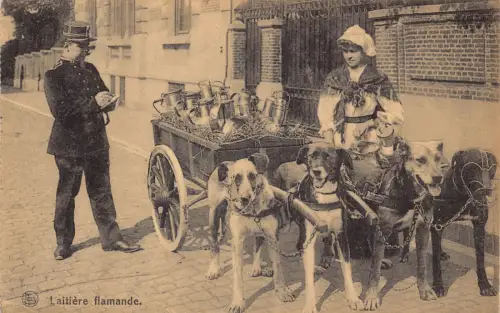 Belgien Flämische Milchmädchen Hund Laitiere Flamande Polizist Postkarte B915