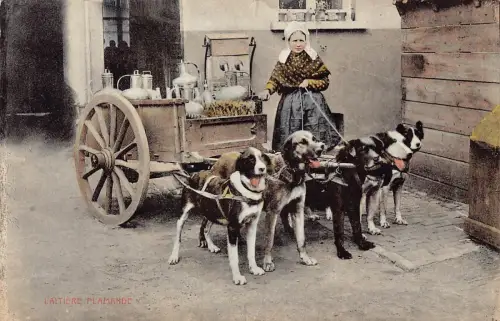 Belgien Flämische Milchmädchen Verkäufer Hund Latiere Flamande Postkarte B913