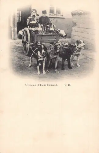 Belgien Attelage de chiens flamande Flämisches Milchmädchen Verkäufer Hund Postkarte B915