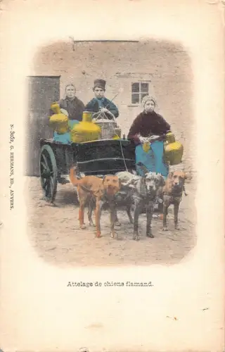 Belgien Attelage de chiens flamande Flämisches Milchmädchen Verkäufer Hund Postkarte B915