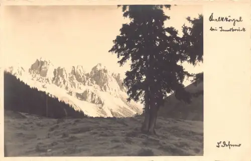 A073 Österreich Berggipfel bei Innsbruck hoher Baum Vintage Postkarte