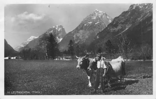 A072 Österreich 1931 Bergbauer Cowboy Kühe Stier RPPC Leutaschtal Postkarte