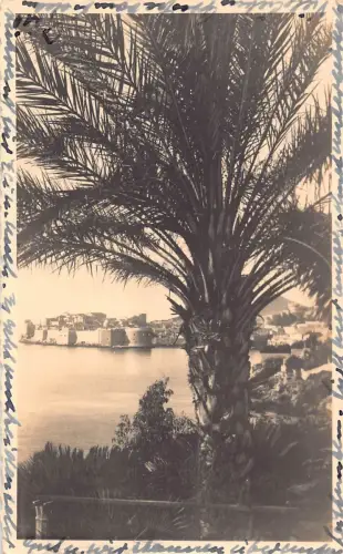 Kroatien 1937 Dubrovnik Tropischer Baum Vintage Postkarte