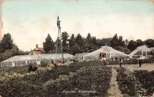 A891 England 1906 Weingüter Guernsey Vintage Postkarte