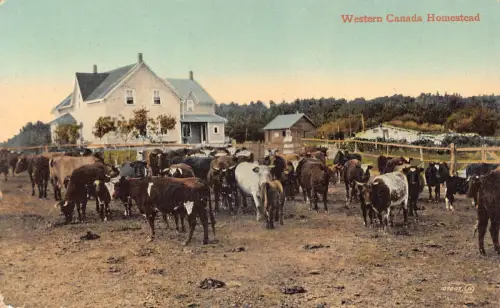 A892 Kanada Westkanada Gehöft Rinder Vintage Postkarte