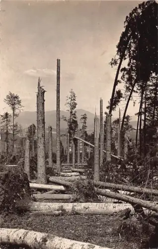 L182 Deutschland Windriff Falkenstein Bäume abgeholzen Wald Vintage Postkarte