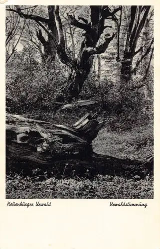 L182 Deutschland Neuenburger Uewald Uewaldstimmung Wald Vintage Postkarte