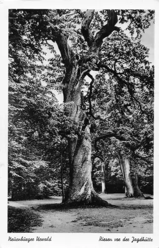 L182 Deutschland Neuenburger Urwald Naturschutzgebiet Wald Vintage Postkarte