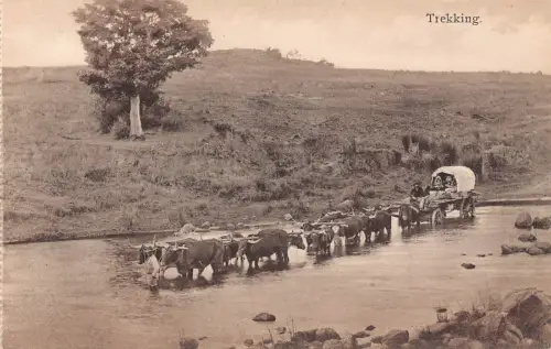 B664 Südafrika Trekking Ochsenwagen Vintage Postkarte