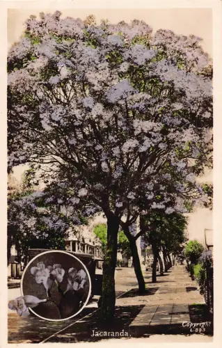 B664 US Jacaranda Flower Trees St Petersburg Florida RPPC Vintage Postkarte