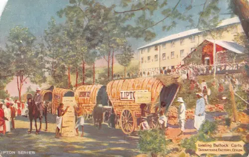 B666 Ceylon Sri Lanka Loading Bullock Carts Dambatenne Factory Lipton Postkarte