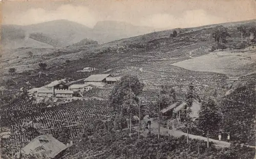 B667 Sri Lanka Ceylon Tee Nachlass Vintage Postkarte