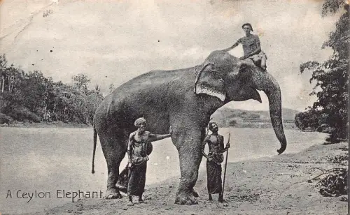 B668 Ceylon Sri Lanka Ureinwohner reiten Elefant ethnische Vintage Postkarte