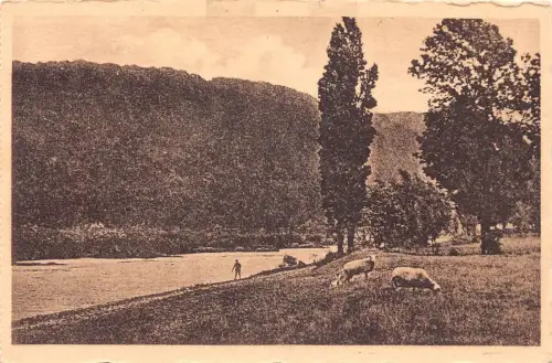 L196 Deutschland Werden Ruhrland Partie im Ruhrtal Schafe Vintage Postkarte