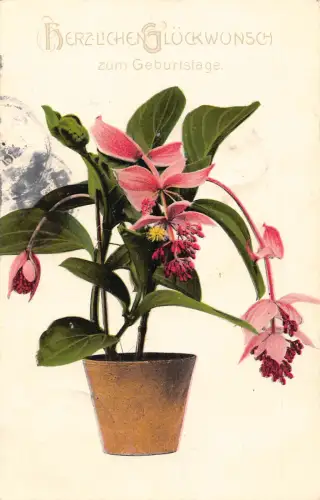 B194 Blumen 1905 Rose Traube Medinilla magnifica Geburtstag Gruß Postkarte