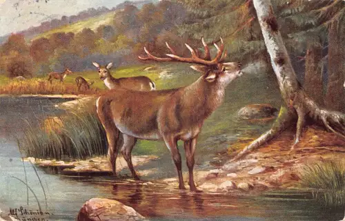 B189 Tiere 1908 Hirsch Rentier nahe Seenlandschaft Vintage Postkarte