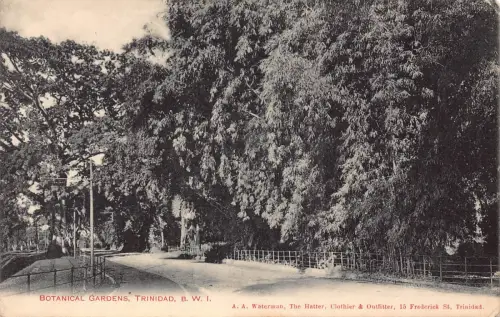 B200 Trinidad Botanischer Garten Vintage Postkarte
