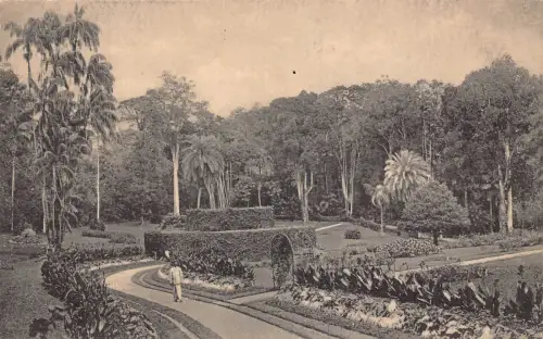B201 Sri Lanka Ceylon Kandy Peradeniya Gardens Vintage Postkarte