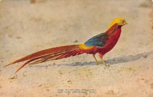 B185 US Golden Pheasant New York Zoological Park Vintage Postkarte