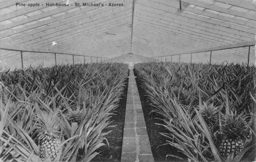 A927 Portugal St Michael Azoren Ananas Hot House Vintage Postkarte