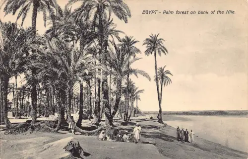 A928 Ägypten Palmenwald am Nilufer Vintage Postkarte