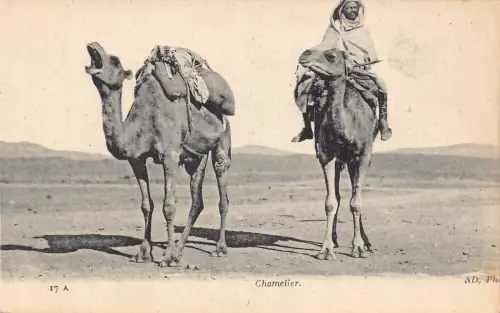 A928 Algerien Chamelier Ureinwohner reitet Kamel Ethno Postkarte