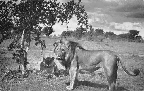 A930 Südafrika Krüger Park Löwe und Löwin Vintage Postkarte