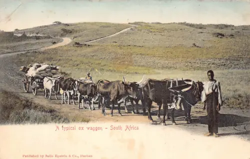 A930 Südafrika Junge Ureinwohner ethnisch typisch Ochsenwagen Vintage Postkarte