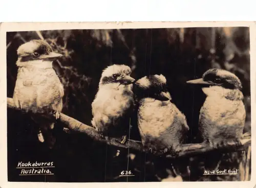 A936 Australien Kookaburras Vögel RPPC Vintage Postkarte