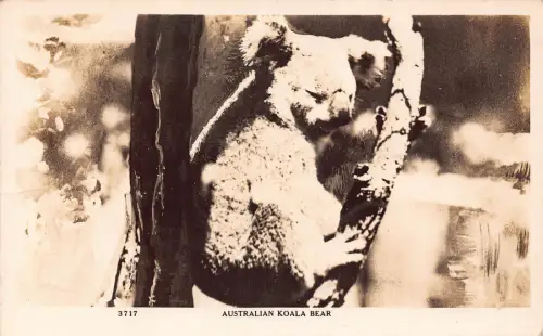 A936 Australien Koalabär schläft RPPC Vintage Postkarte