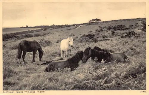 B211 England Dartmoor Ponys Thinking it Out Pferde Vintage Postkarte