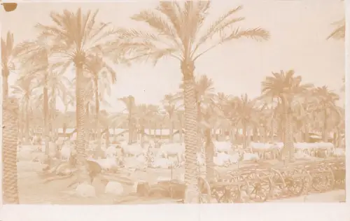 B224 Indien Ein indischer Bulloch Waggon Park Asher RPPC Postkarte