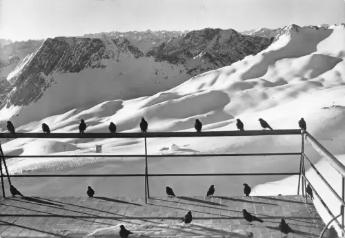 B235 Deutschland 1960 Bayerische Zugspitzbahn Hotel Terrasse Vögel RPPC Postkarte