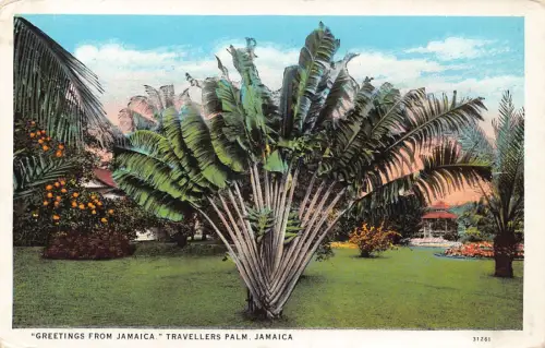 B238 Grüße von Jamaika Reisenden Palme Vintage Postkarte