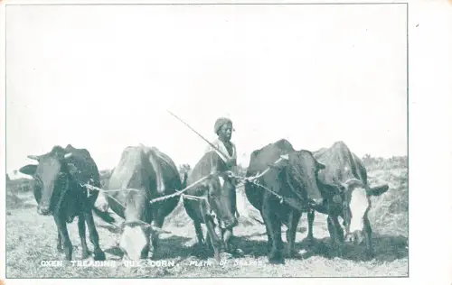 B242 Israel Ebene von Sharon Ochsen tritt aus Mais Bauern ethnische Postkarte