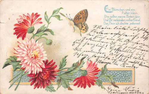 B249 Frühlingsgrüße 1903 Blumen Chrysantheme Schmetterling Litho Postkarte