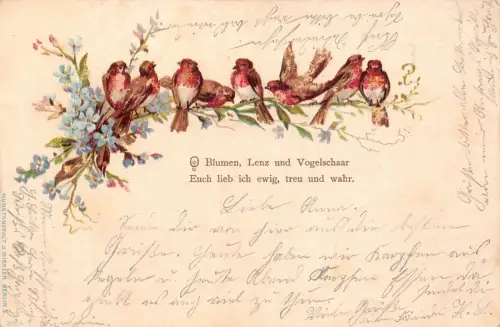 B251 Frühlingsgrüße 1900 Singvögel auf Vergissmeinnicht Blumenzweig Postkarte