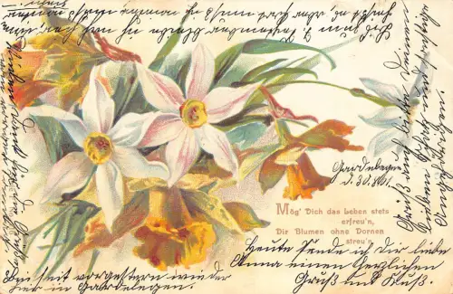 B252 Frühlingsgrüße 1901 Blumen Narzissen Vintage Postkarte