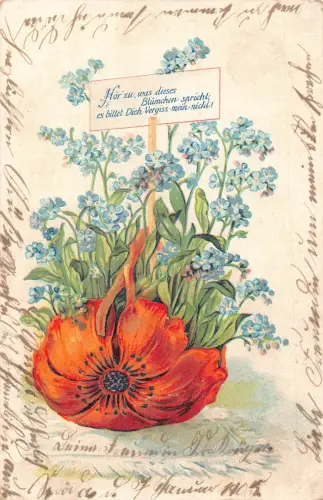 B253 Vergiss nicht 1905 Vergissmeinnicht Blumen wachsen aus Mohn Postkarte