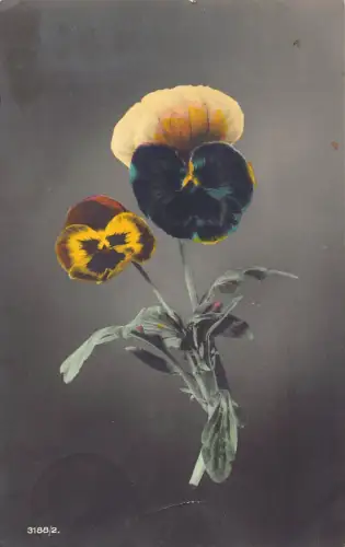 B257 Blumen 1907 violette und gelbe Stiefmütterchen Vintage Postkarte