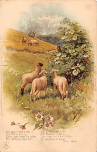 B256 Natur Lamm Singvogel Triller Sonnenuntergang Gänseblümchen Blumen Postkarte hören