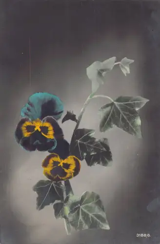 B257 Blumen 1905 bunte Stiefmütterchen mit Blättern Vintage Postkarte
