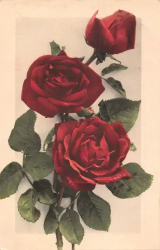 B257 Blumen 1907 Rote Rosen Vintage Postkarte