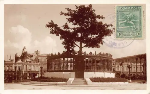 L041 Karibikinsel Bruderschaft Baum Habana Echtfoto Vintage Postkarte