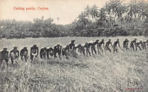 L380 Ceylon Sri Lanka Schneiden Reis Arbeiter Bauern Vintage Postkarte