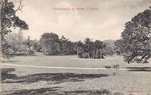 L380 Ceylon Sri Lanka Peradeniya Gardens Kandy Vintage Postkarte