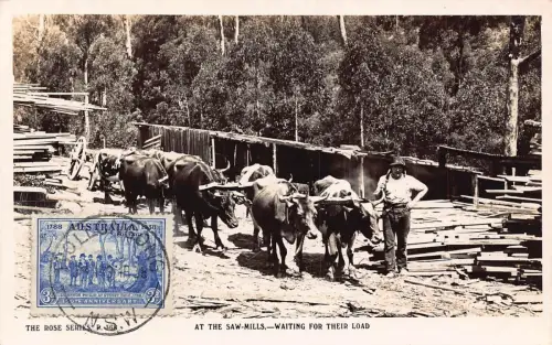 L042 Australien NSW 1938 Sägewerke Ochsenwagen wartet Echtfoto Vintage Postkarte