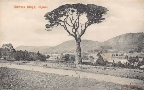 L380 Ceylon Sri Lanka Nuwara Elliya Tall Tree Vintage Postkarte